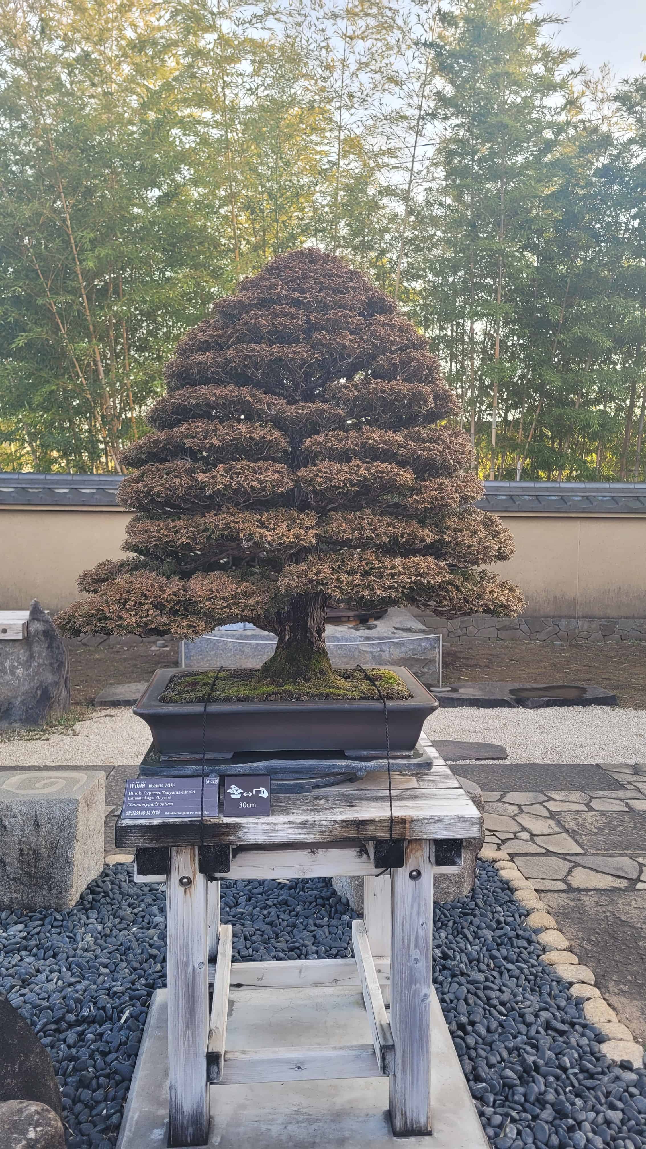 A cypress bonsai tree from omiya museum in Japan